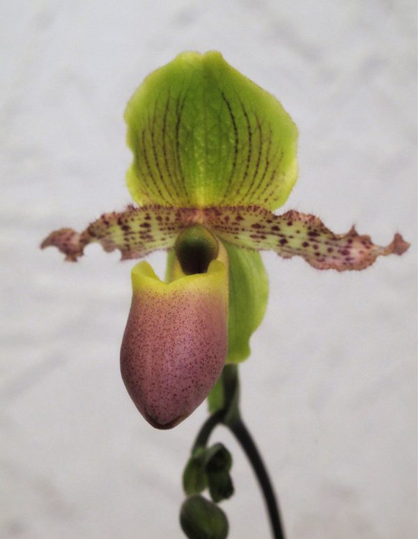 Paphiopedilum Pinocchio