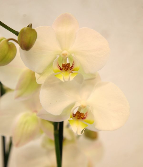 Phalaenopsis 4-vanainen